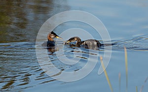 Rednecked Grebe Teaching the Juvenile how to get Fish