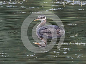 Rednecked Grebe Weaned Juvenile