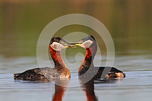 Rednecked Grebes