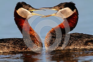 Rednecked Grebes