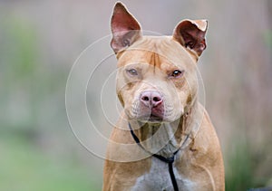 Rednose American Pitbull Terrier dog, Walton County Animal Shelter