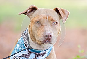 Rednose Pit Bull Terrier bulldog