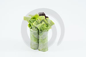 RedOak- hydroponics vegetable on white background