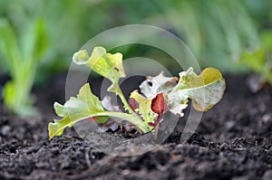 Redoak looseleaf lettuce seedling in soil