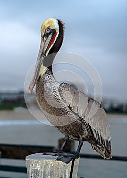 Redondo Beach California Pelican photo