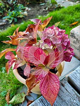 Redpink hydrangea in a flower pot photo