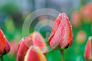 Redpink waterdrop tulip photo