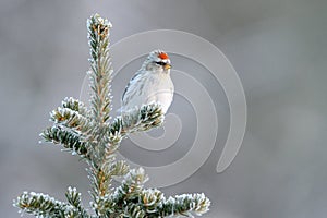 Redpoll photo