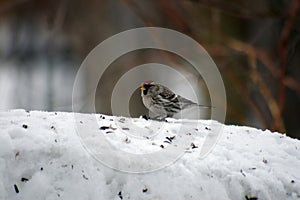 Redpoll photo