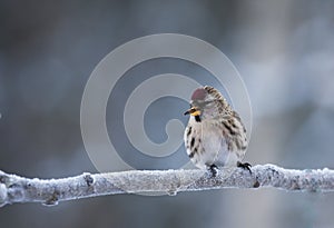 Redpoll