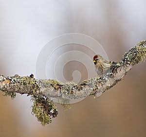 Redpoll on Mossy Branch photo