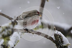 Redpoll songbird close-up on a branch in winter with snow falling