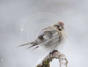 Redpoll songbird close up in winter during a snowstorm