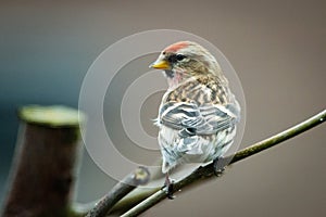 Redpoll on a thin branch