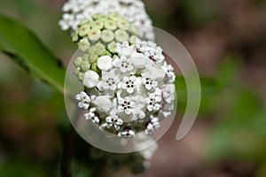 Redring Milkweed Blossoms photo