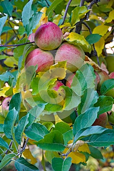 redripe apples in an orchard ready for harvesting photo