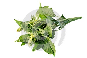 Redroot pigweed (Amaranthus retroflexus) on white background