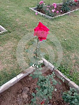 RedRose, beautiful rose, Natural beauty, photo