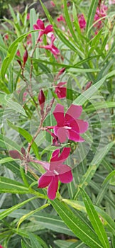 Redrose in beautiful and unique flowers photo