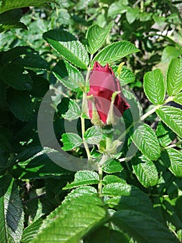 redrose flower photo