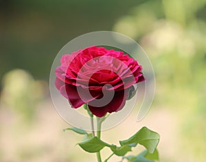 Redrose photo