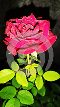 Redrose flower in garden at night photo