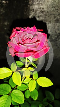 Redrose flower in garden at night photo