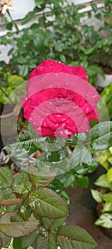 Redrose flowerin in kerala garden at rainy season photo