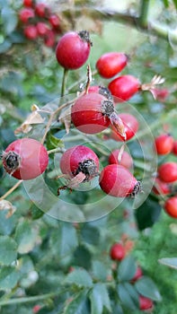 Redrose hips on a bush against photo