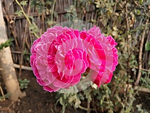 Redrose lovely looking beautiful in my garden photo