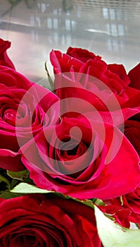 redrose for u photo