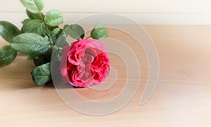 Redrose wooden background photo
