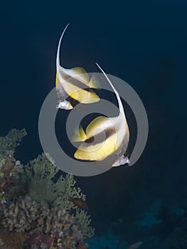 Redsea bannerfish