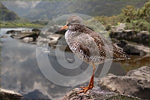 Redshank