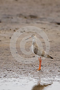 Redshank