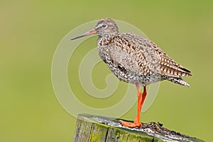 Redshank