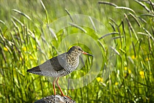 Redshank