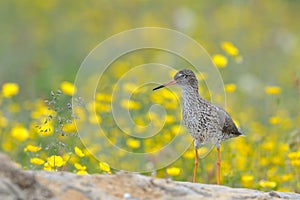 Redshank