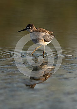 Redshank at Asker Marsh with beautiful reflection, Bahrain photo