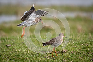 Redshank Courtship