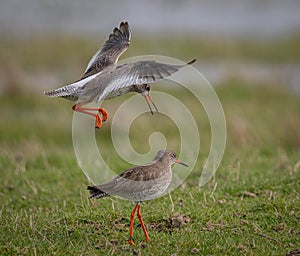 Redshank Courtship