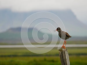 Redshank and Eldborg Crater photo