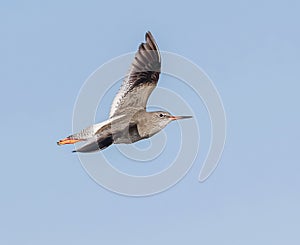 A Redshank in flight