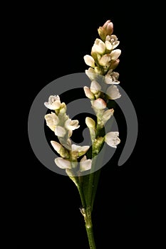 Redshank Persicaria maculosa. Inflorescence Closeup