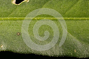 Redshank Persicaria maculosa. Leaf Detail Closeup