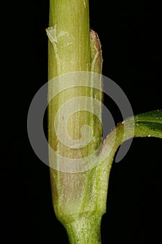 Redshank Persicaria maculosa. Ocrea Closeup