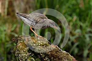 Redshank on a rock