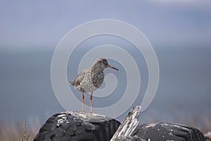 Redshank standing on a tyre