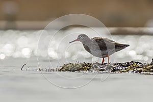 Redshank (Tringa totanus