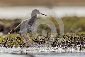 Redshank (Tringa totanus